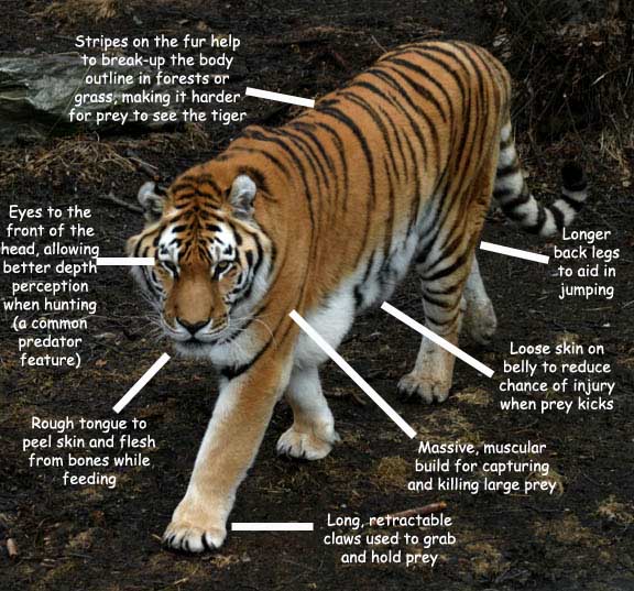 Unique Animal Characteristics - The Sumatran Tiger