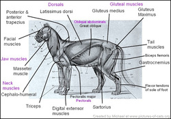 Tiger Anatomy - The Sumatran Tiger